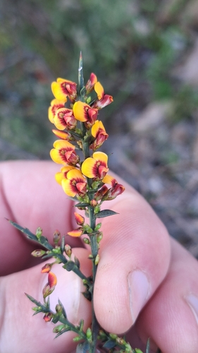 gorse bitter pea