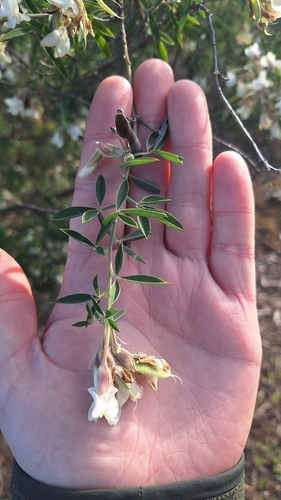 Tree lucerne