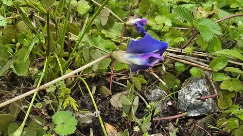 Shamrock Pea