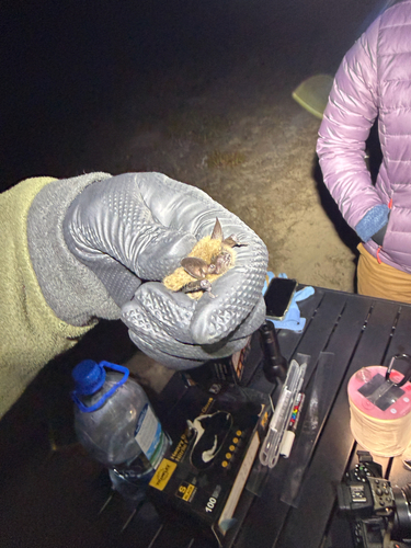 Fringed Myotis