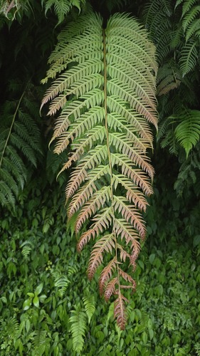 jewelled chain fern