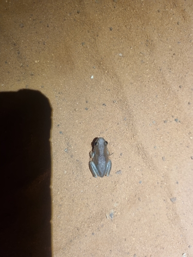 Desert Tree Frog