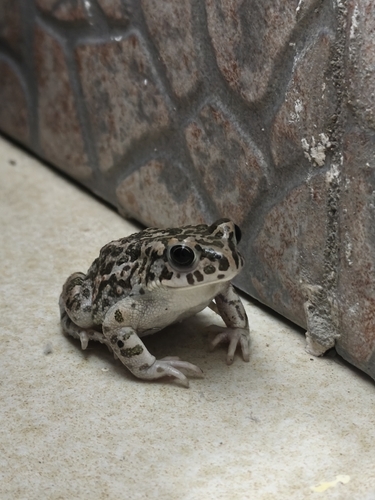 Balearic Green Toad