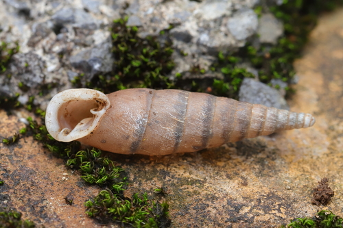 Hemiphaedusa ringens