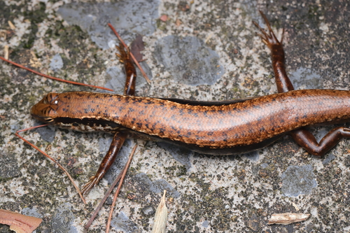 Indian Forest Skink