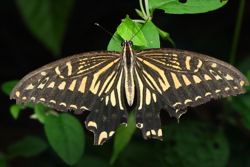 Chinese Yellow Swallowtail