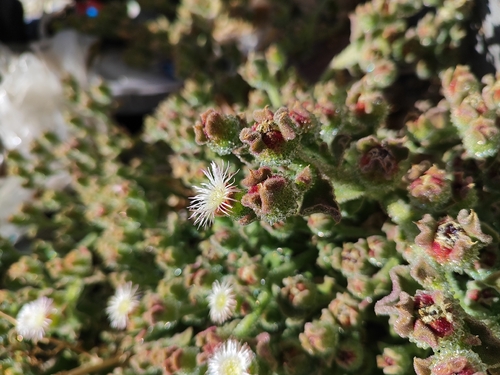 Crystalline ice plant