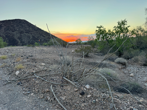 ocotillo