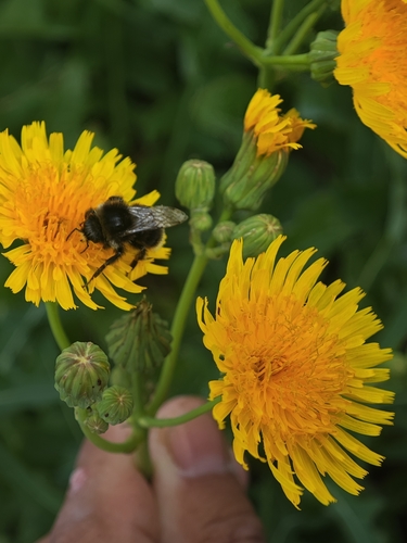 Red-tailed Bumble Bee