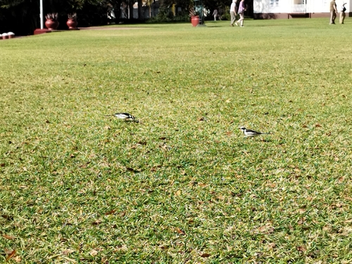 African Pied Wagtail