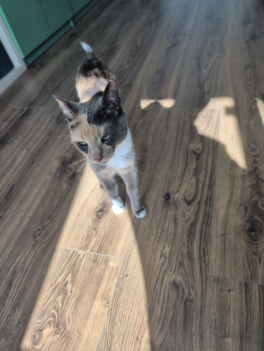 Domestic Cat