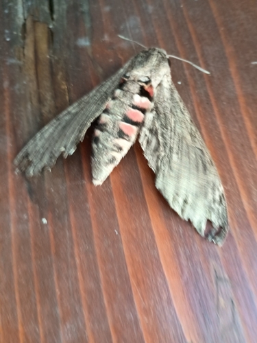 Convolvulus Hawkmoth