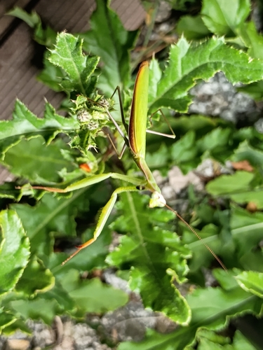 European Mantis