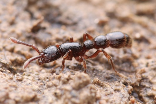 Cerapachys sulcinodis