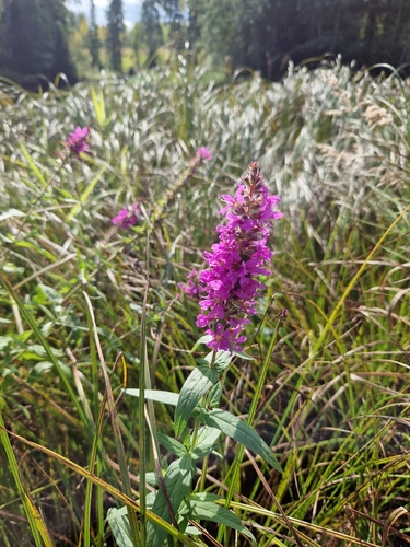 purple loosestrife