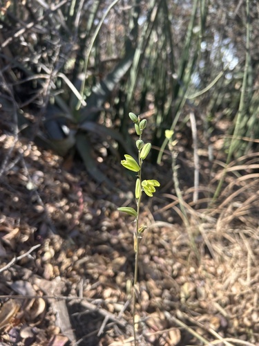 Albuca abyssinica