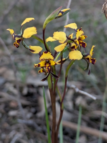 Leopard Orchid