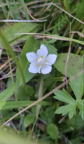 marsh grass-of-Parnassus