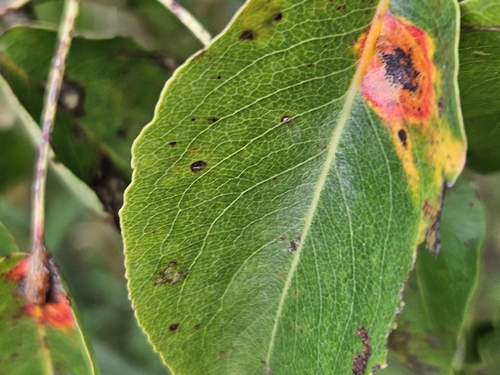 Pear Rust