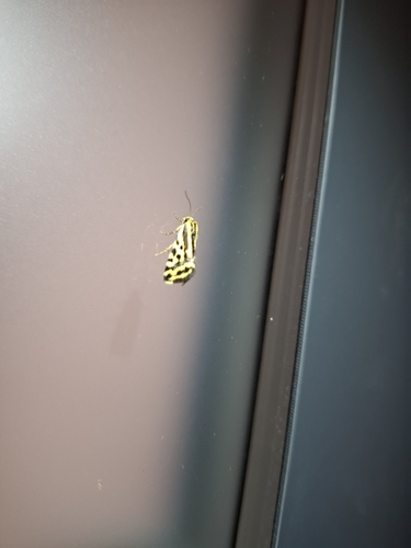 Spotted Sulphur
