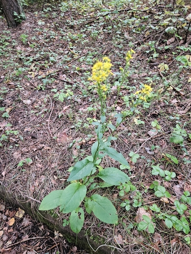 European goldenrod