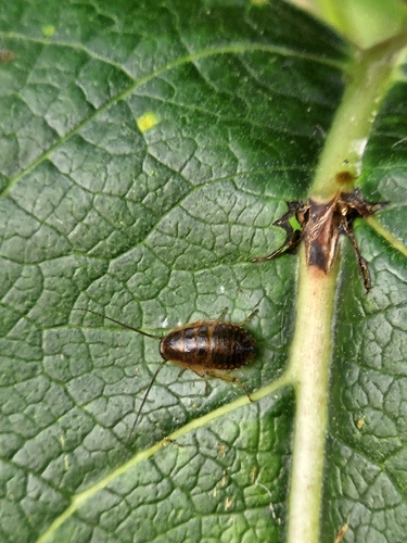 Dusky Cockroach