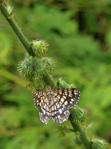 Latticed Heath
