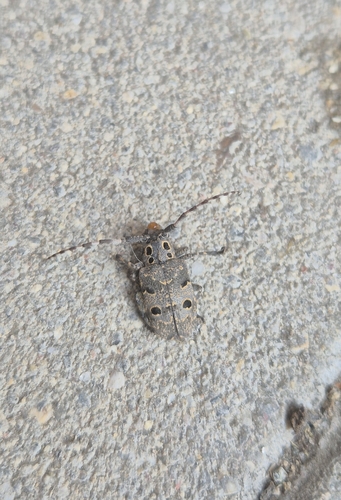 Mesosa curculionoides