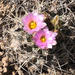 Colorado Hookless Cactus - Photo (c) leec, all rights reserved