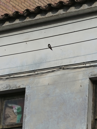 Barn Swallow