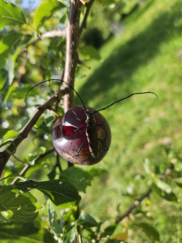Musk beetle