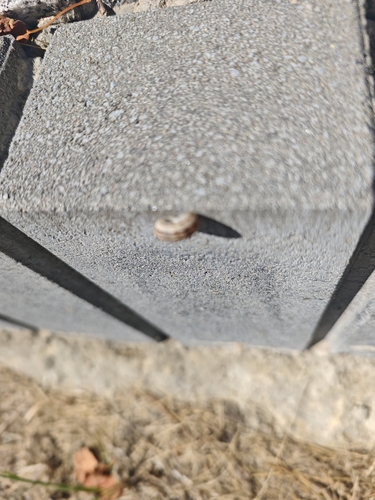 Eastern Heath Snail