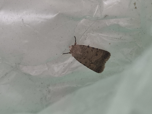 Pale Mottled Willow Moth