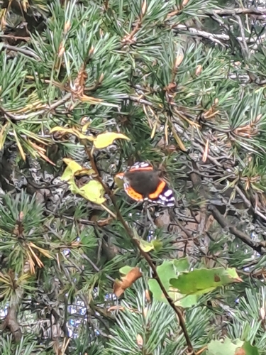 Red Admiral
