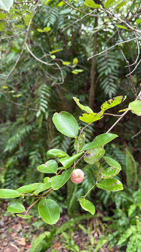Glochidion littorale