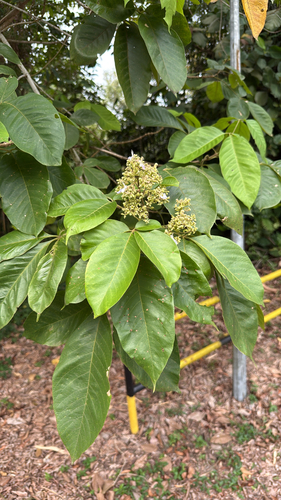 Malayan Teak