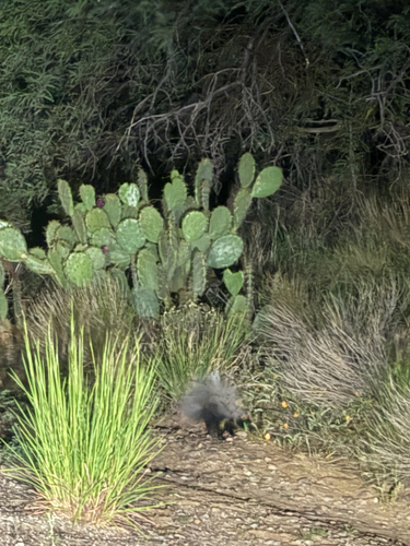 Hooded Skunk observed by jfine