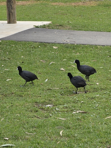 Eurasian Coot