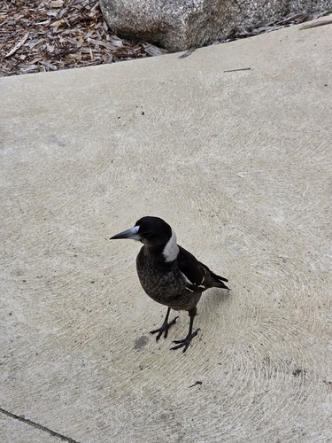 Australian Magpie