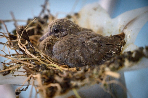 Laughing Dove