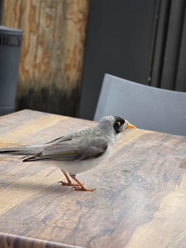 Noisy Miner