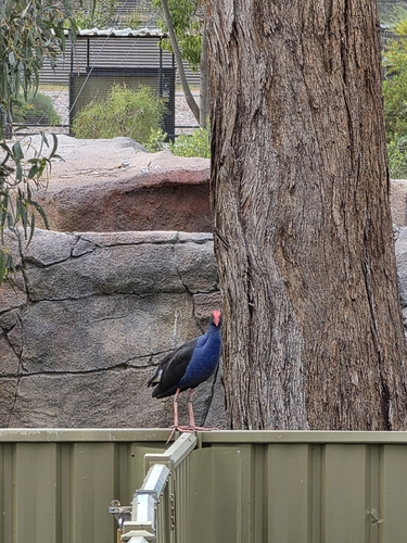 Southeastern Australasian Swamphen