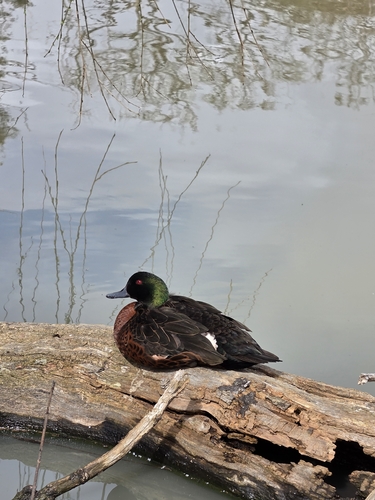 Chestnut Teal