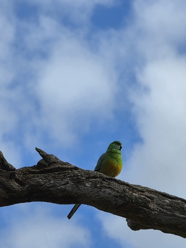 Red-rumped Parrot