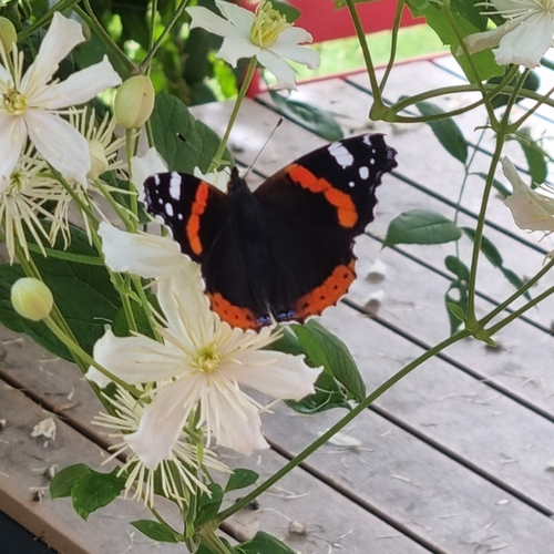 Red Admiral