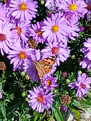 Painted Lady