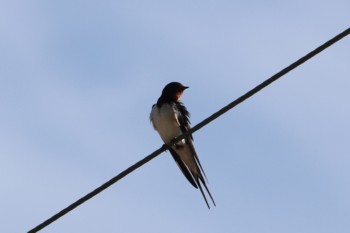Barn Swallow