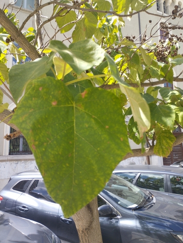 princess tree