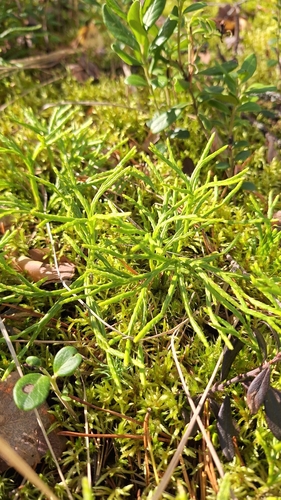 northern ground-cedar