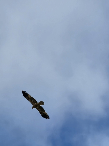 Whistling Kite